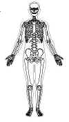 full body skeletal anterior.jpg (17223 bytes)