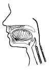 gastrointestinal mouth saggital section.jpg (12170 bytes)