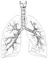 respiratory bronchial.jpg (26608 bytes)